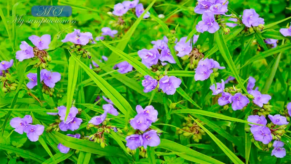 Spiderwort plants