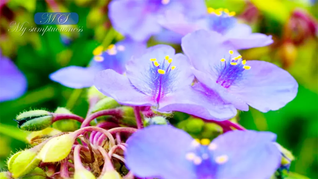 Virginia Spiderwort