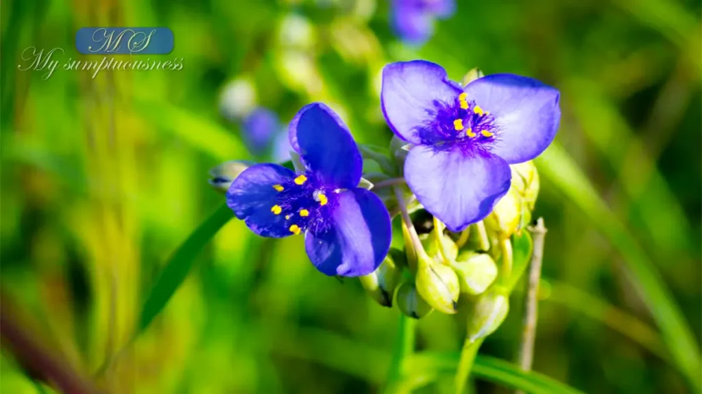 Ohio Spiderwort