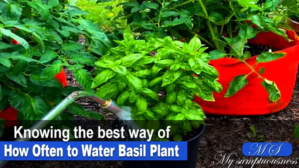 how to grow basil