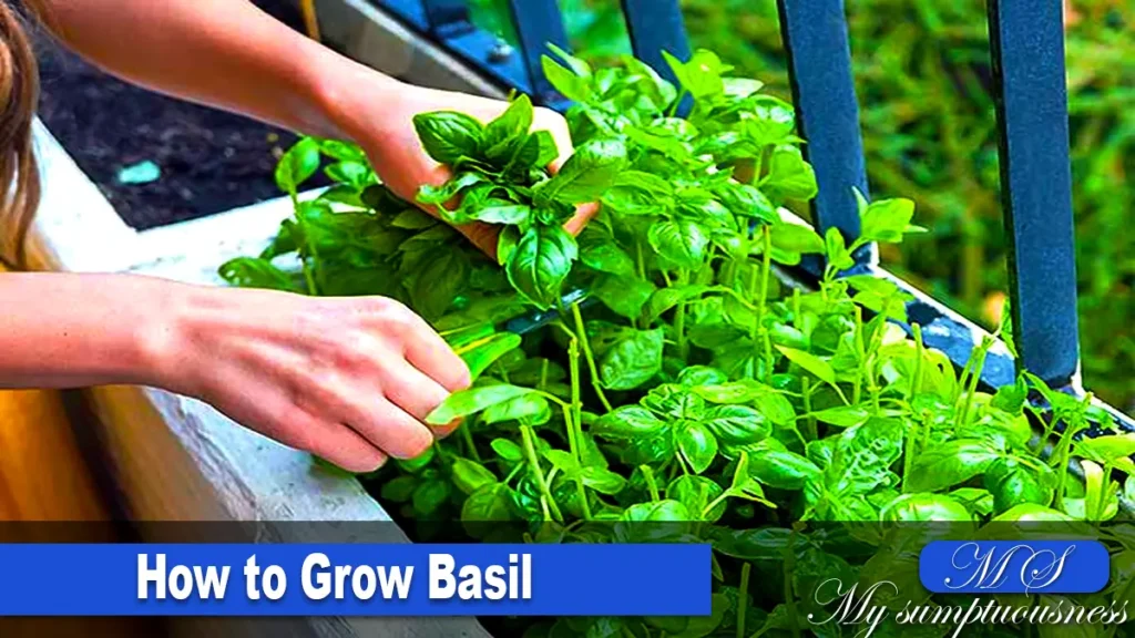 how to grow basil