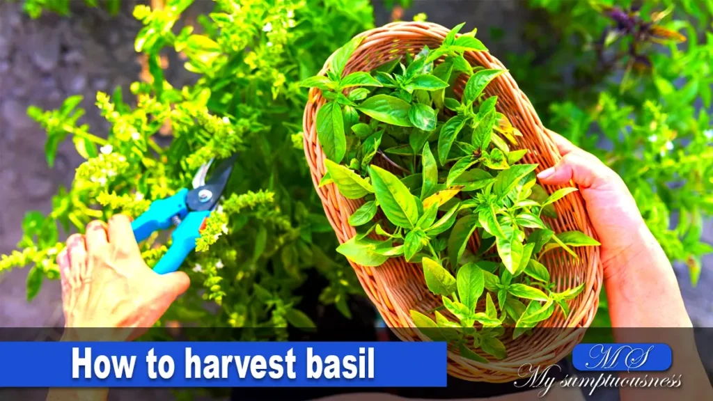 How to Harvest Basil