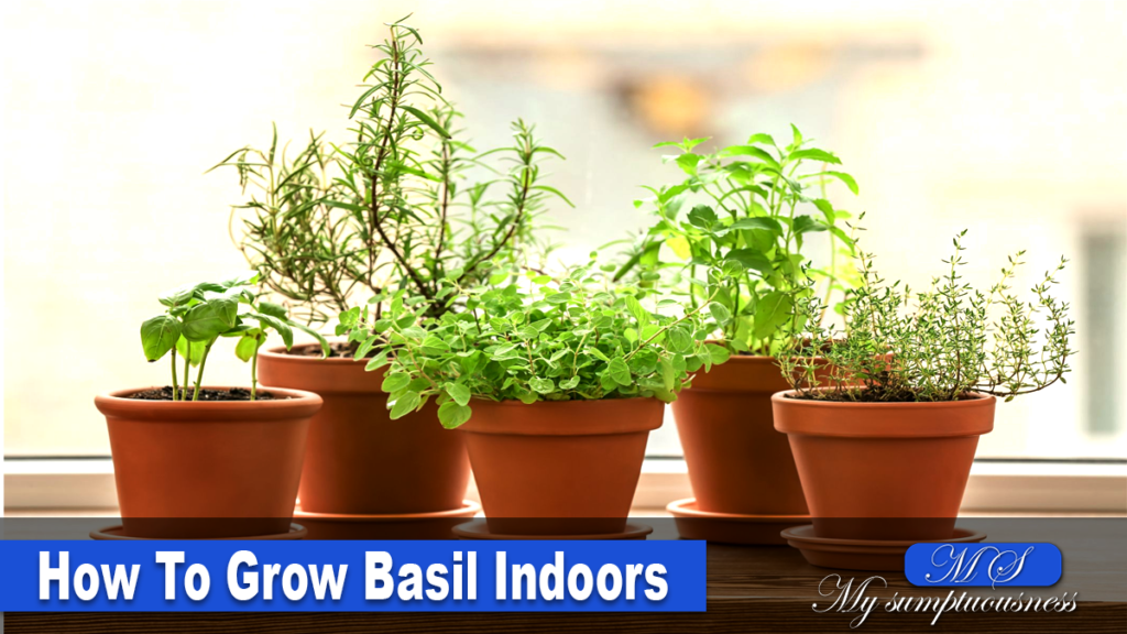 How to grow Basil indoors