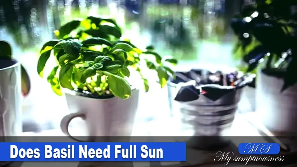 Does Basil need full sun