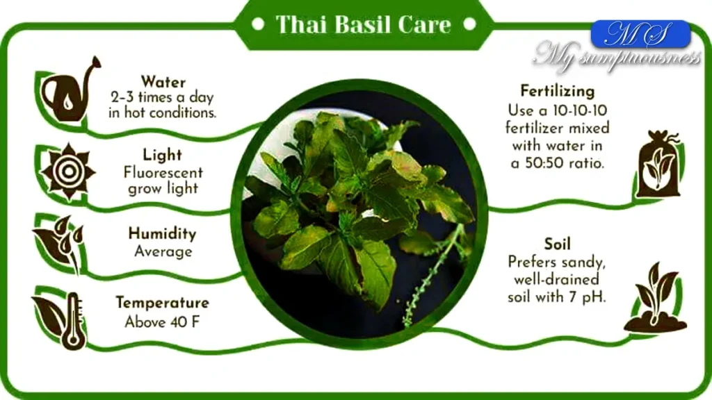 Basil Plant Care Tips