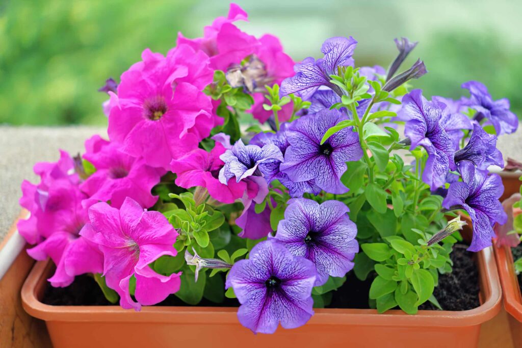 Petunias 