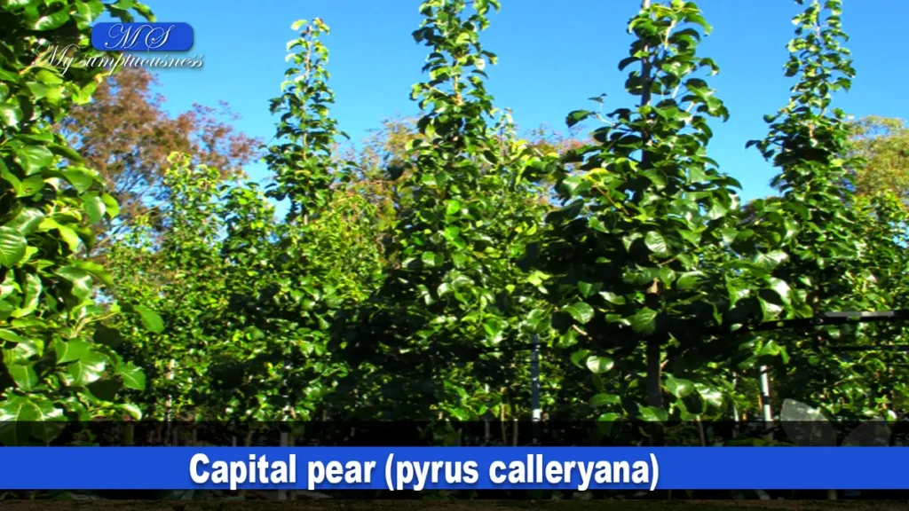 Capital pear (pyrus calleryana)