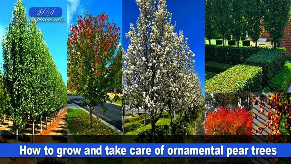 ornamental pear trees