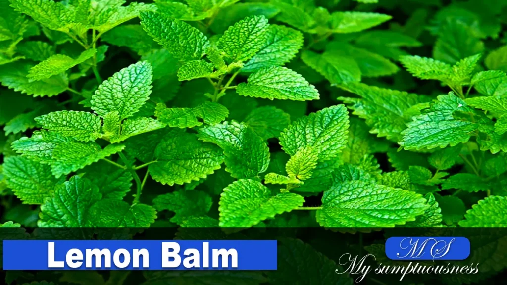 Lemon Balm