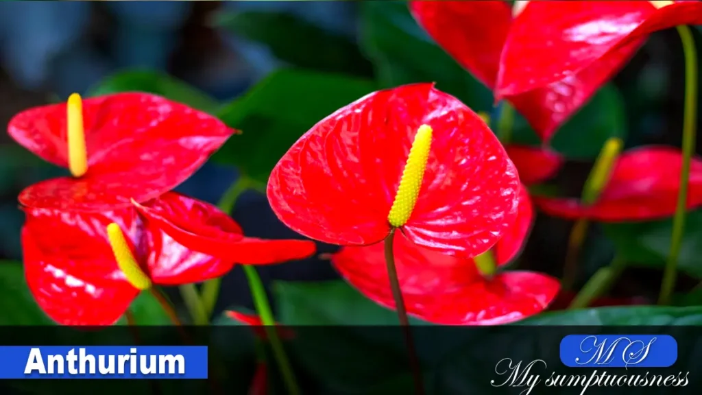 Anthurium