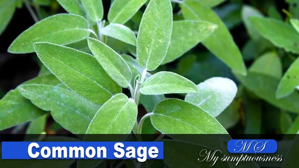 Common Sage