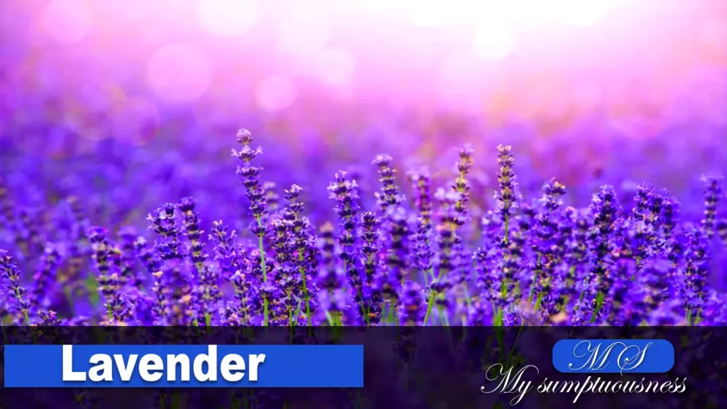 Lavender 