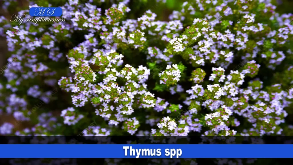 Thymus spp.