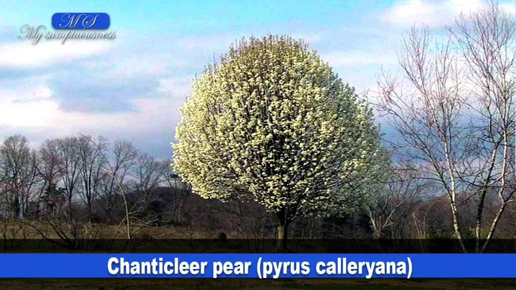  Chanticleer pear (pyrus calleryana)