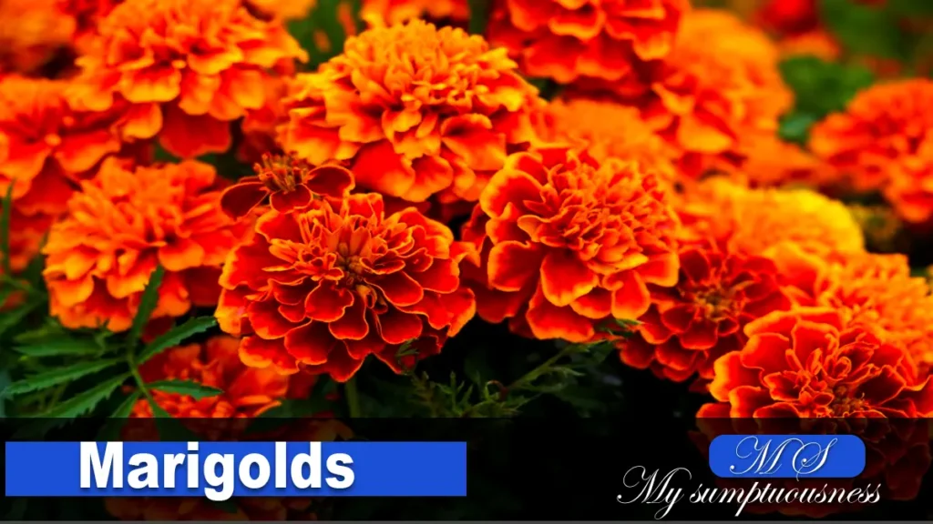 Marigolds