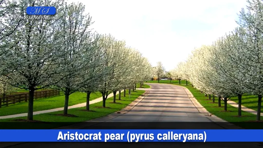 Aristocrat pear (pyrus calleryana)