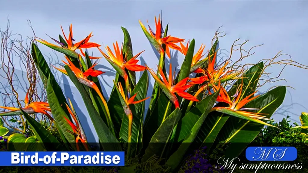 Bird-of-Paradise