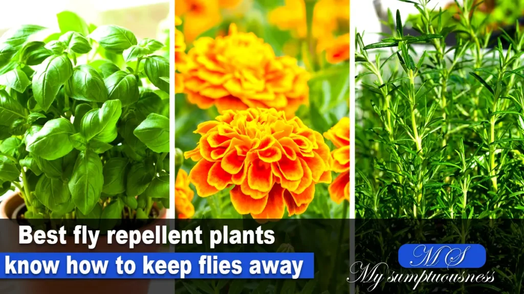 fly repellent plants