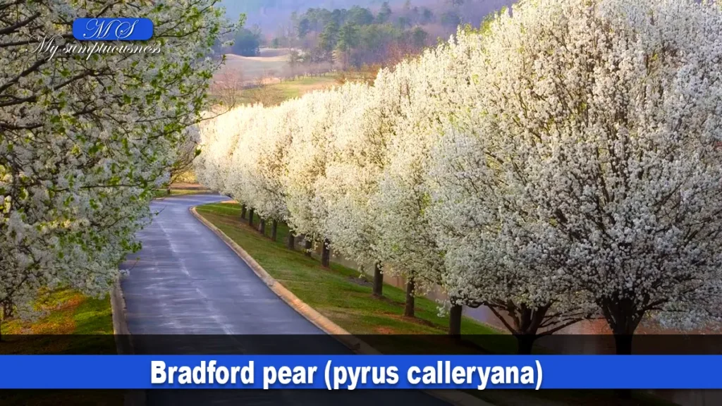 Bradford pear (pyrus calleryana)