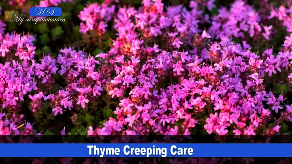 Thyme Creeping Care