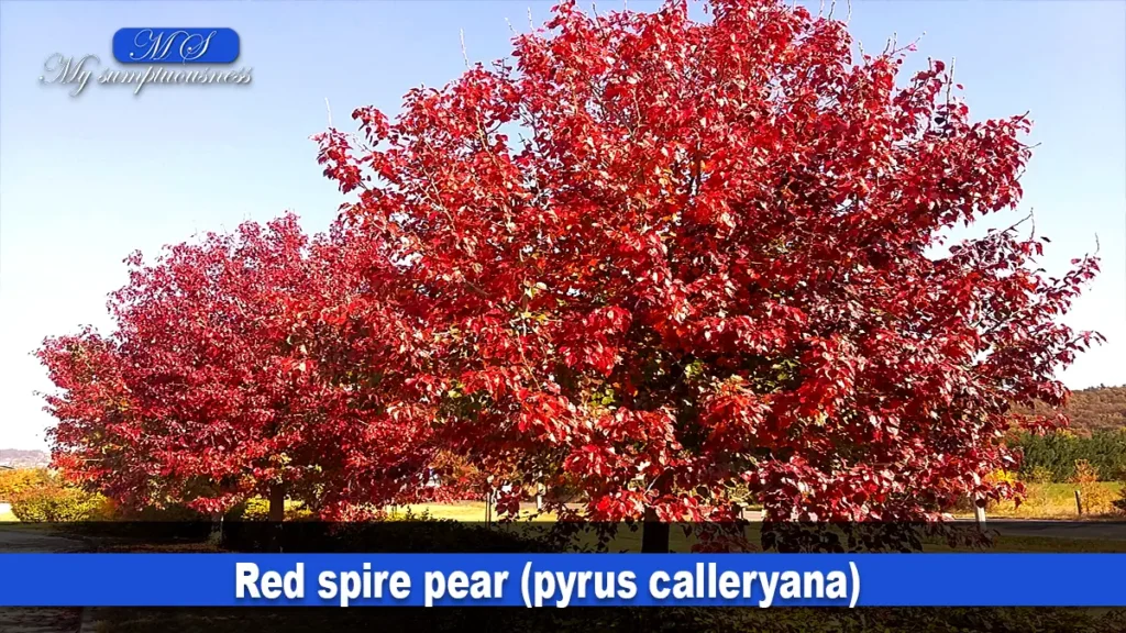  Red spire pear (pyrus calleryana)