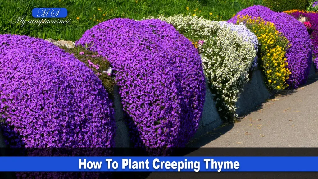 How To Plant Creeping Thyme