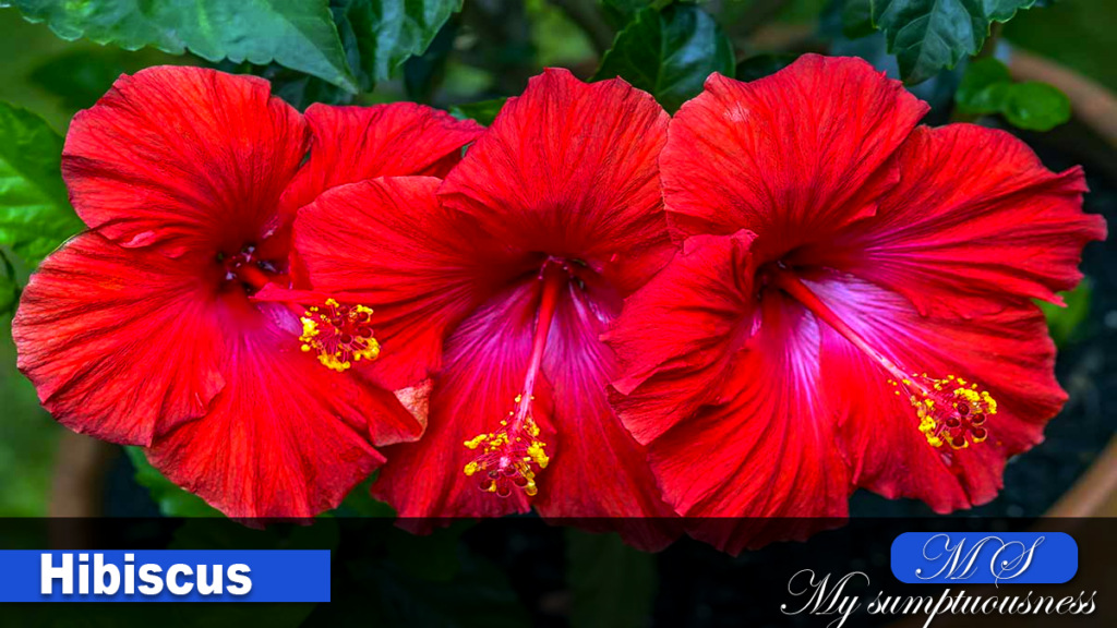 Hibiscus