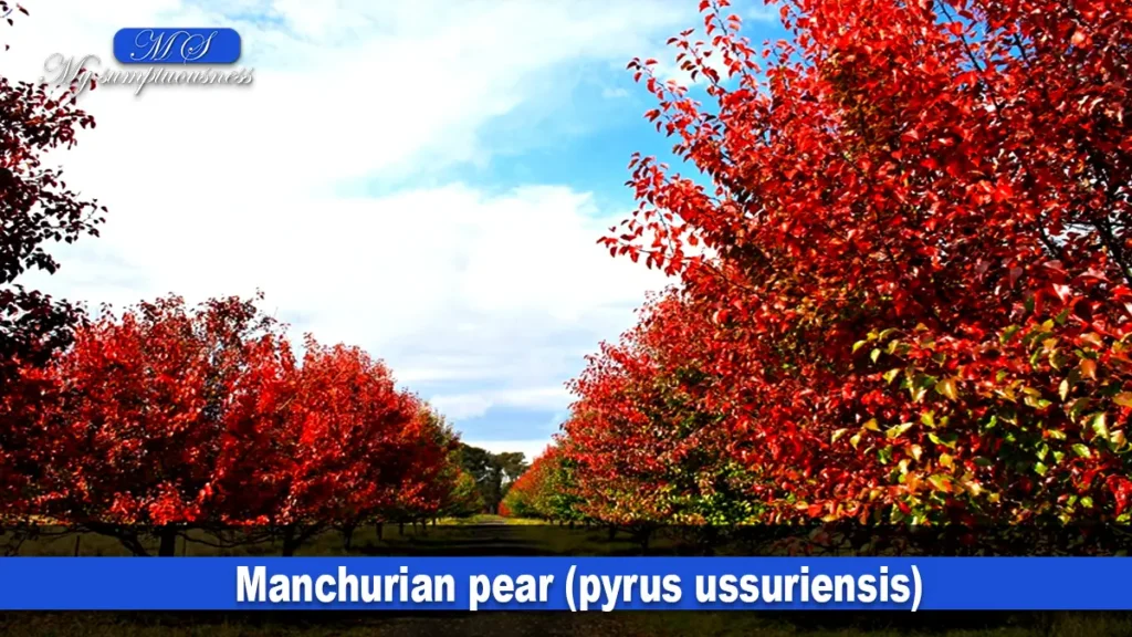 Manchurian pear (pyrus ussuriensis)