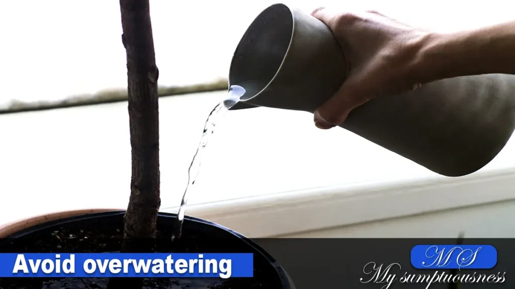 Avoid overwatering