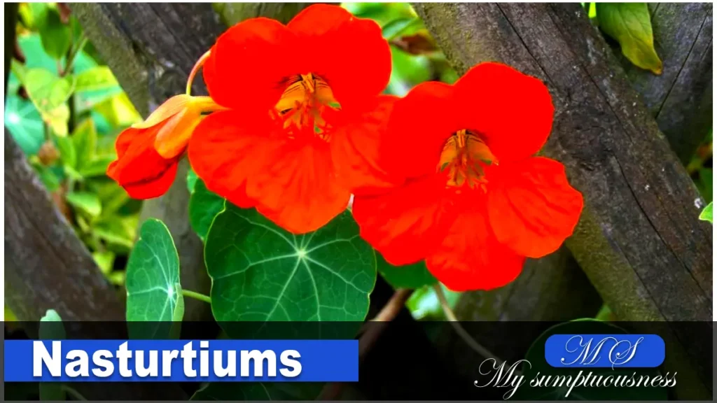 Nasturtiums