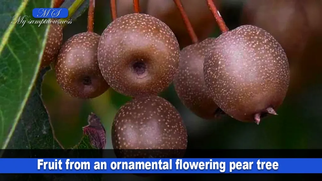 ornamental flowering pear tree