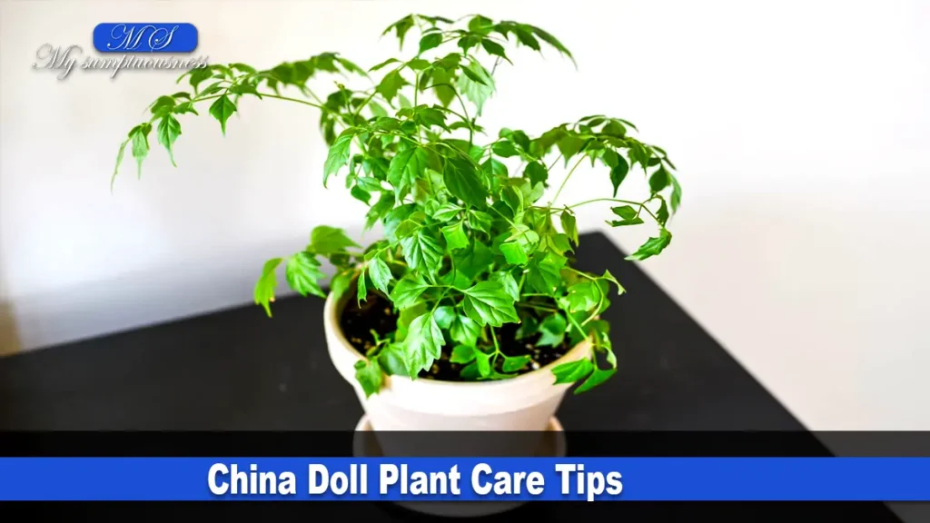 China Doll Plant Care Tips