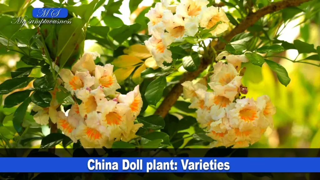  China Doll plant: Varieties