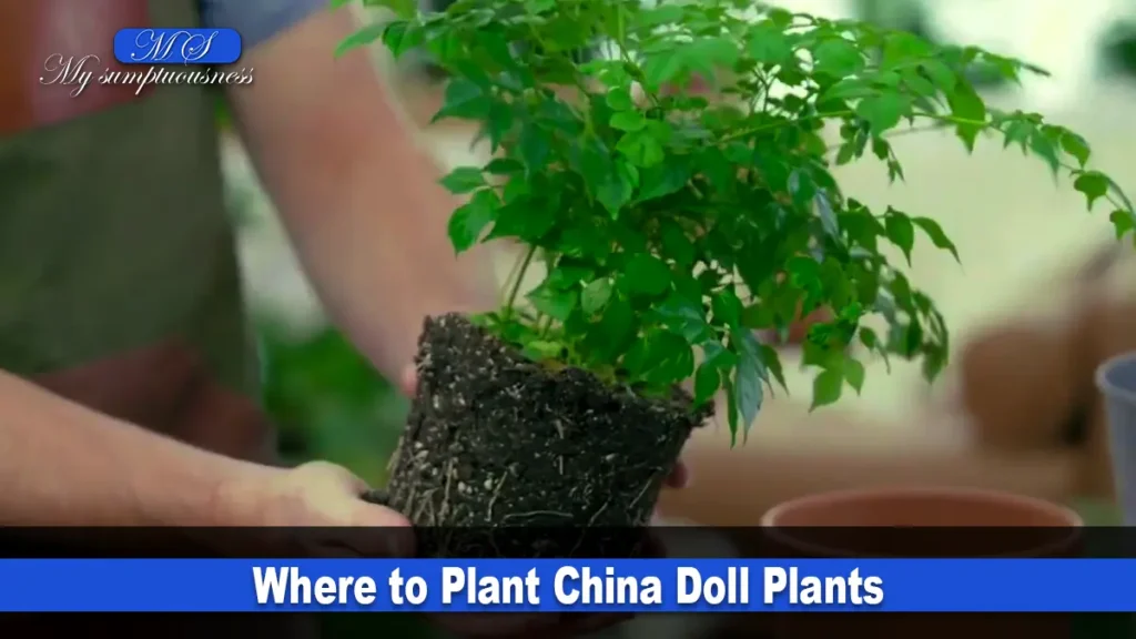 Where to Plant China Doll Plants