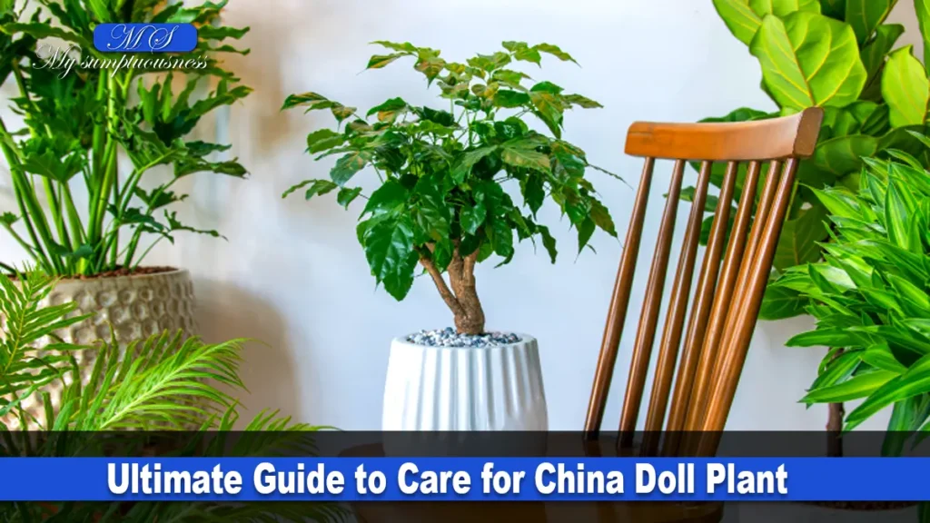 China Doll Plant