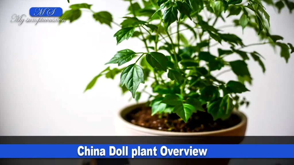 China Doll Plant Overview