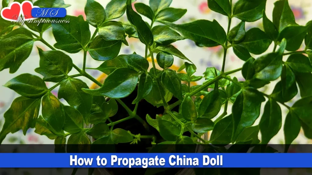 How to Propagate China Doll