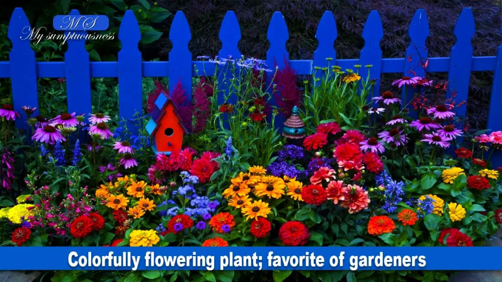 Colorfully flowering plant; favorite of gardeners