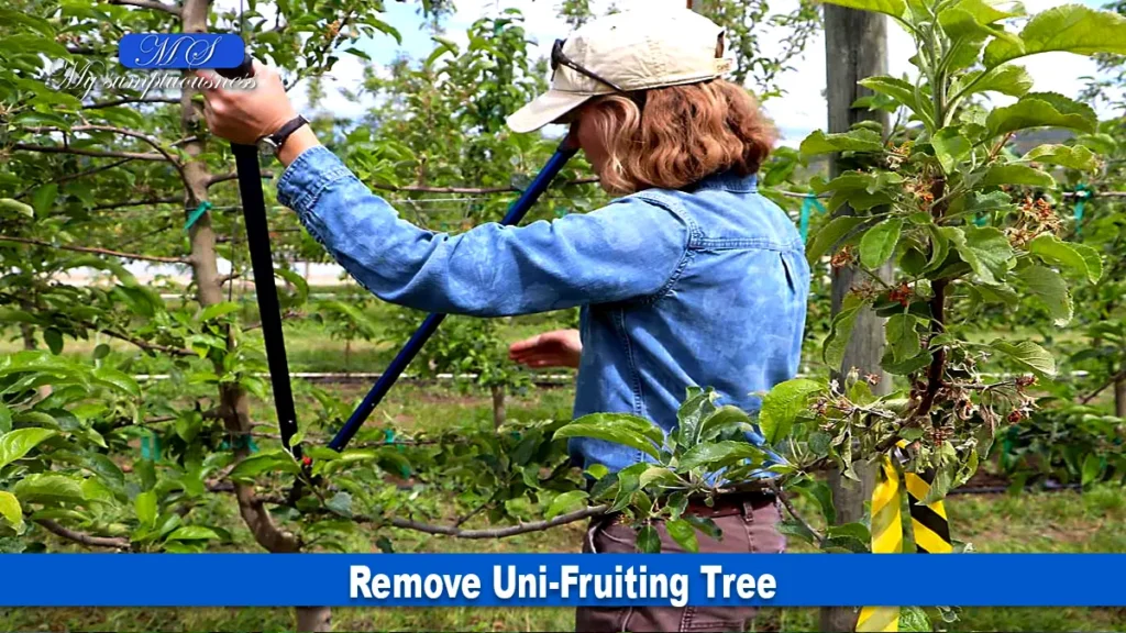 Remove Uni-Fruiting Tree