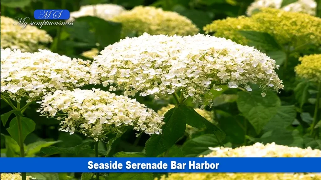  Seaside Serenade Bar Harbor