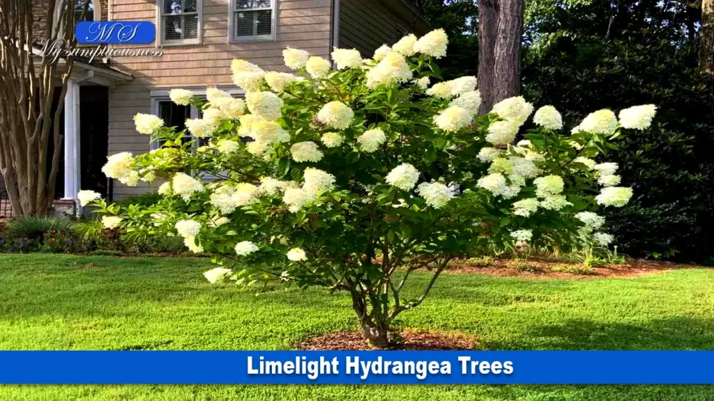 Limelight Hydrangea Trees