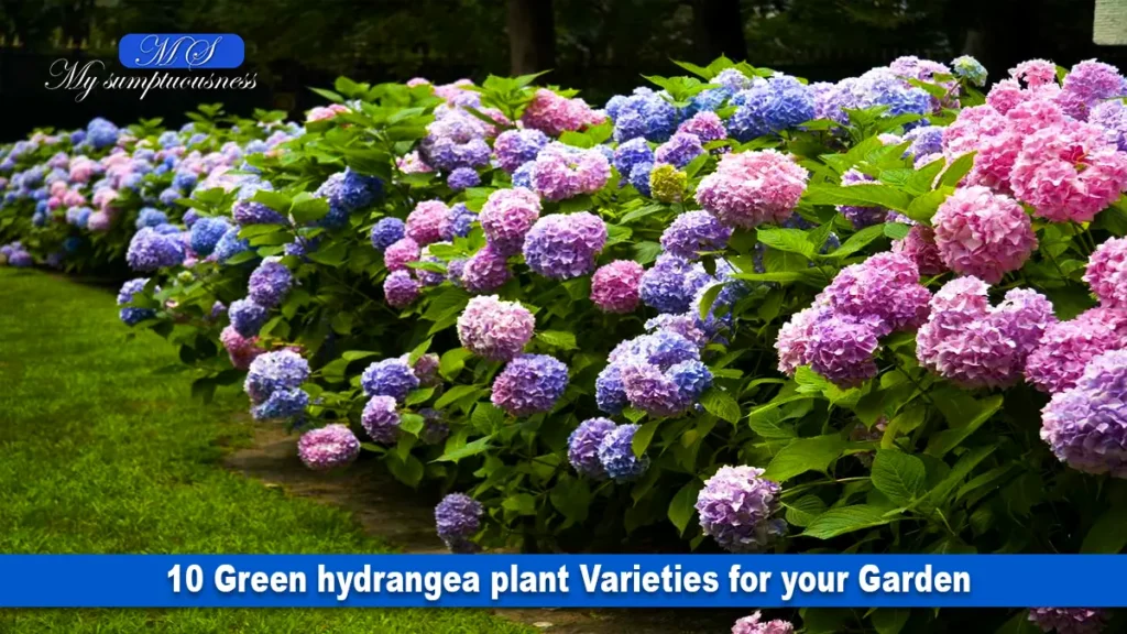 10 Green hydrangea plant Varieties for your Garden