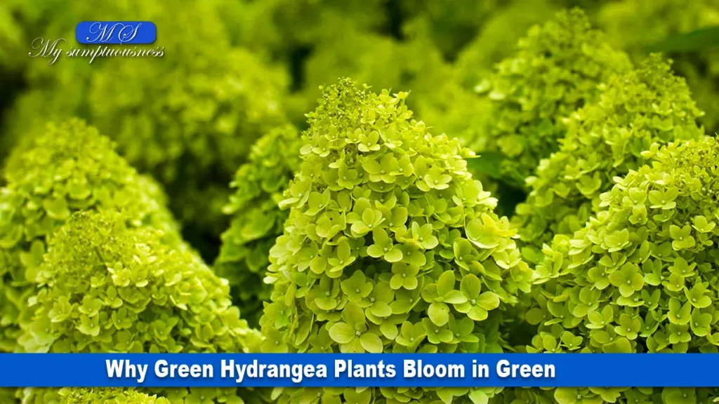 Hydrangea Plants Bloom in Green